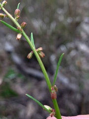 Gonocarpus chinensis
