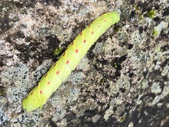 Paonias excaecata