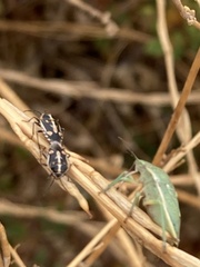 Chlorochroa uhleri