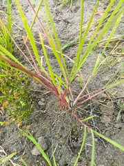 Beckmannia syzigachne