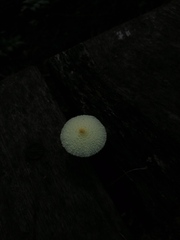 Leucocoprinus birnbaumii