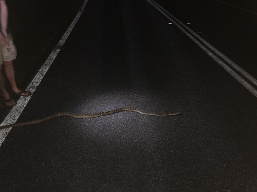 Australian Scrub Python sighting