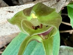 Chiloglottis valida