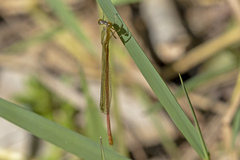 Argiocnemis rubescens