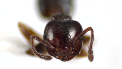 Crematogaster ashmeadi