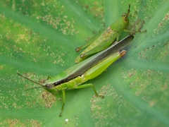 Gesonula punctifrons
