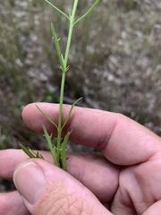 Gonocarpus chinensis