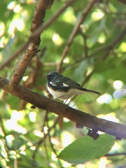 Setophaga caerulescens