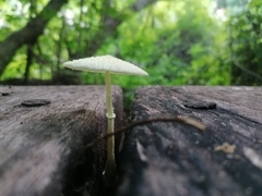 Leucocoprinus birnbaumii