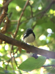 Setophaga caerulescens