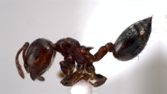 Crematogaster ashmeadi