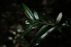 Podocarpus elatus