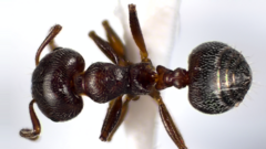 Crematogaster ashmeadi
