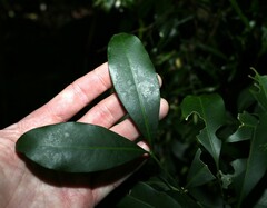 Rhysotoechia bifoliolata