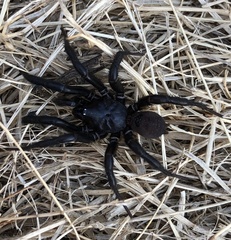 Antrodiaetus pacificus