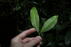 Rhysotoechia bifoliolata