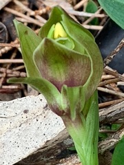 Chiloglottis valida