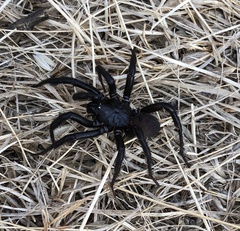 Antrodiaetus pacificus