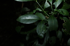 Rhysotoechia bifoliolata