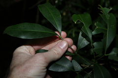 Rhysotoechia bifoliolata