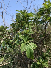 Cordia superba