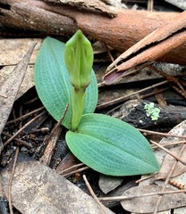Chiloglottis valida