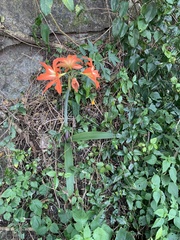 Hippeastrum