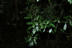 Rhysotoechia bifoliolata