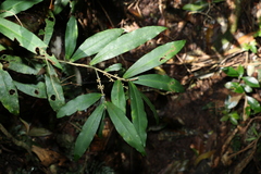 Myrsine subsessilis