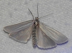 Acentria ephemerella