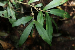 Myrsine subsessilis