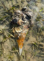 Pinnidae