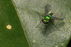 Condylostylus longicornis