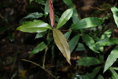 Myrsine subsessilis