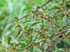 Elaeagnus thunbergii