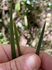 Lomandra multiflora