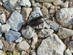 Andocamaria formosana