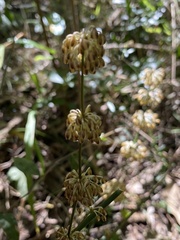 Lomandra multiflora