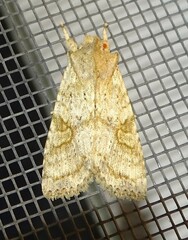 Lithophane bethunei