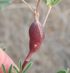 Neolasioptera lupini
