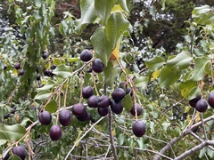 Prunus ilicifolia