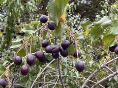 Prunus ilicifolia
