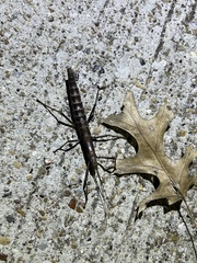 Anisomorpha buprestoides