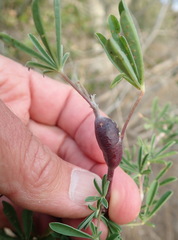 Neolasioptera lupini