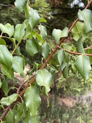 Prunus ilicifolia