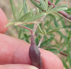 Neolasioptera lupini