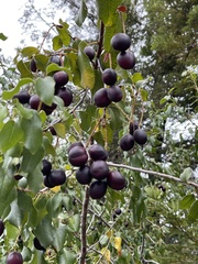 Prunus ilicifolia