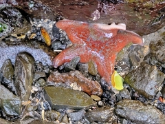 Dermasterias imbricata