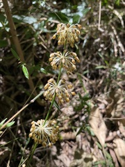Lomandra multiflora