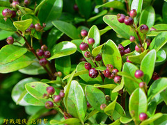 Syzygium elliptifolium